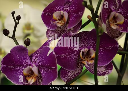 Splendidi fiori di orchidea viola su sfondo sfocato, primo piano Foto Stock