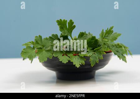 prezzemolo in una ciotola isolata senza nessuno. Foto Stock