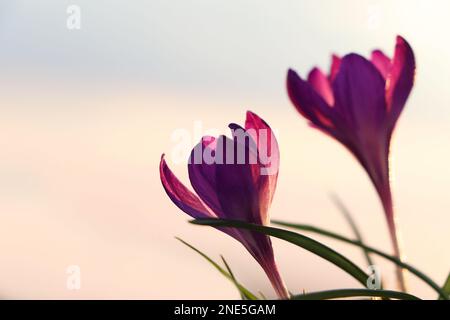 Fiori freschi di crocus viola che crescono in primavera mattina Foto Stock