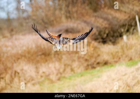 Un colpo selettivo di fuoco di un uccello di aquilone rosso che vola in un parco Foto Stock