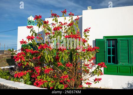 Poinsettia (Euphorbia pulcherrima), pianta fiorente in un villaggio, Isole Canarie, Lanzarote, la Vegueta Foto Stock