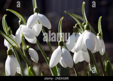Fragilità delle nevicate, pianta europea bulbosa ampiamente coltivata con fiori bianchi annegati. Simboleggiano la primavera, la purezza, la religione. Foto Stock