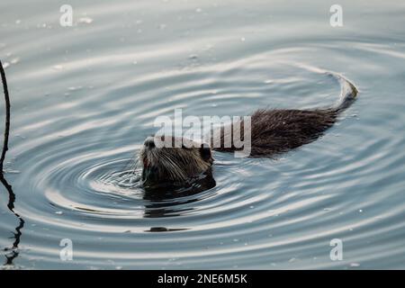 Una bella Nutria (Myocastor coypus) nuoto in un fiume Foto Stock