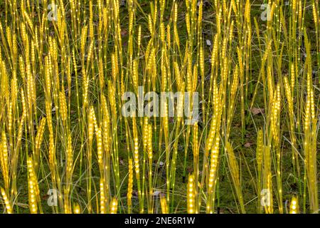 Francoforte, Germania - 28 dicembre 2022: Luce colorata nella natura a Winterlichter - engl: Luce invernale - a Francoforte Palm Garden. Foto Stock