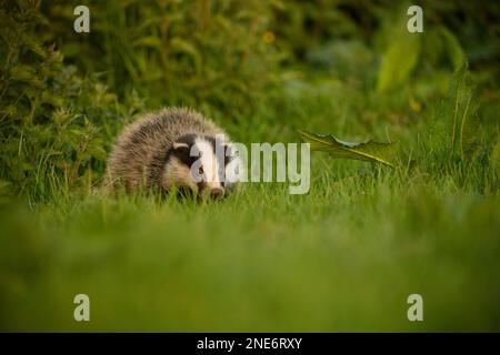 Badger (Meles meles) giovane cucciolo in un campo arabile, Staffordshire, Inghilterra, maggio Foto Stock