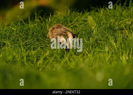 Badger (Meles meles) giovane cucciolo in un campo arabile, Staffordshire, Inghilterra, maggio Foto Stock