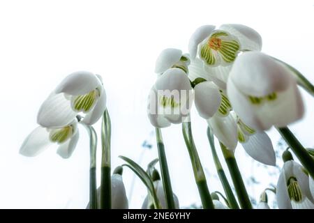 Guardando verso l'interno delle nevicate (Galanthus) con centri verdi isolati su uno sfondo bianco, Regno Unito Foto Stock