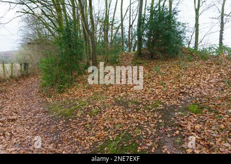 Parte del percorso a piedi della Dyke Way di Wat (gallese: Clawdd Wat) parte di un'antica terracotta costruita lungo il confine inglese gallese nello Shropshire Foto Stock