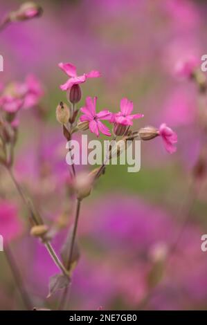 campion Rosso (Silene dioica) cresce in un giardino di campagna inglese, Northumberland, Inghilterra Foto Stock
