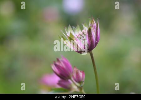 Astrantia cresce in un giardino di campagna inglese, Northumberland, Inghilterra Foto Stock