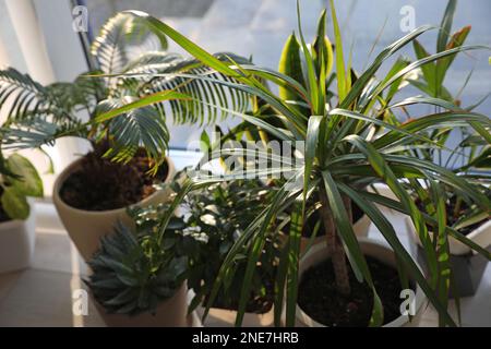 Diverse piante in vaso sul davanzale della finestra a casa Foto Stock