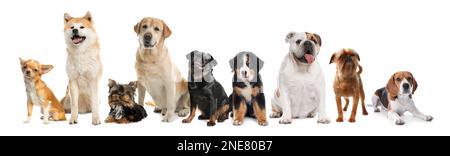 Gruppo di diversi cani carini su sfondo bianco. Design del banner Foto Stock