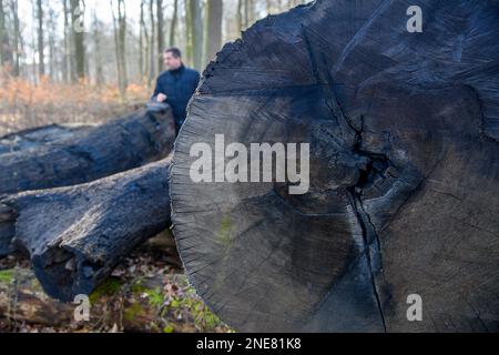 16 febbraio 2023, Sassonia-Anhalt, Ivenrode: Sven Schulze (CDU), ministro dell'Economia, del Turismo, dell'Agricoltura e delle foreste della Sassonia-Anhalt, si trova presso il tronco di una quercia di palude al Wertholzplatz Bischofswald. L'albero cadde nell'anno 428 davanti a Cristo. A quel tempo aveva 190 anni. Oltre a questa caratteristica speciale, saranno messi all'asta 1655 metri cubi solidi di quercia e legno duro variegato. Foto: Klaus-Dietmar Gabbert/dpa Foto Stock