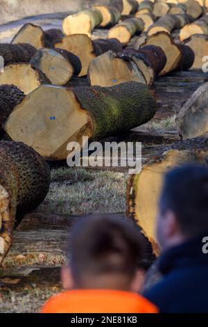 16 febbraio 2023, Sassonia-Anhalt, Ivenrode: Tronchi di quercia si trovano fianco a fianco nel cortile di legname Bischofswald. Dopo la stagione invernale di abbattimento, 1655 metri cubi solidi di quercia e fogliame variegato sono ora all'asta. Oltre a questi tronchi, sarà offerta anche una quercia recuperata dal fiume Elba. Questa quercia palude cadde nell'anno 428 davanti a Cristo. A quel tempo aveva 190 anni. Foto: Klaus-Dietmar Gabbert/dpa Foto Stock