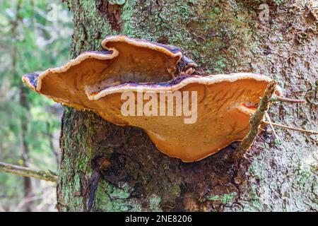 Conk con cintura rossa su un tronco d'albero di Spruce Foto Stock