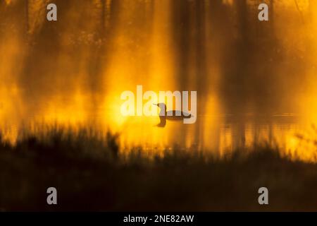 loon dal gruato rosso in un luogo dove prendere il sole all'alba Foto Stock