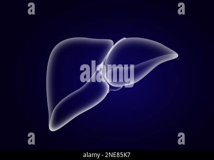 Illustrazione del fegato su sfondo blu scuro. Anatomia umana Foto Stock