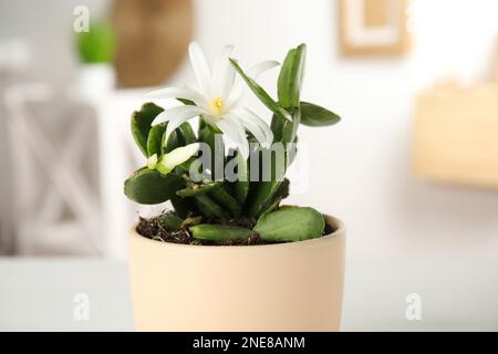 Bella fioritura Schlumbergera (cactus di Natale o del Ringraziamento) su sfondo sfocato, primo piano Foto Stock