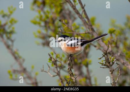 Uccello che guarda intorno nel bosco, Masked Shrike, Lanius nubicus Foto Stock