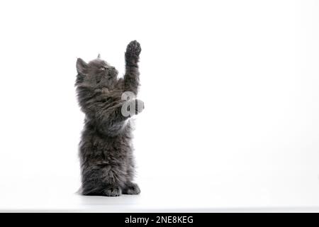 Un gattino grigio lanuginoso carino su uno sfondo bianco, si alza sulle sue zampe posteriori e cattura spazio copia con le sue zampe, banner pubblicitario. Foto Stock