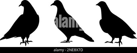 Piccioni. Silhouette nere di uccelli piccione isolato su sfondo bianco. Set di illustrazioni vettoriali Illustrazione Vettoriale