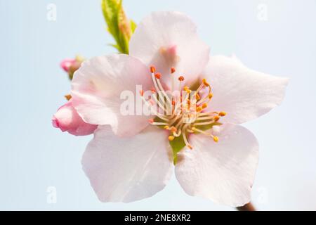 Primo piano estremo dei fiori di mandorla rosa contro il cielo blu - fuoco selettivo Foto Stock