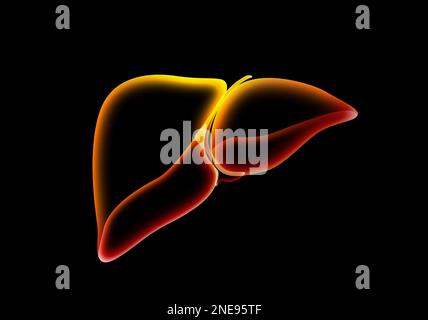Illustrazione del fegato su sfondo nero. Anatomia umana Foto Stock