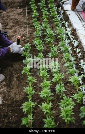 Le mani maschili del giardiniere stanno trapiantando i giovani pianta del fiore nelle file uniformi. Trapianto manuale da parte di un giardiniere di germogli di tagetes per il verde della città Foto Stock