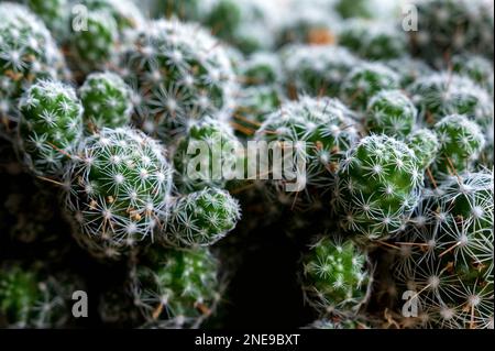 Vista di Mammillaria o cactus a cuscino. Impianto di Deset, foto ravvicinata. Primo piano Mammillaria gracilis con fiore, pianta del deserto con fiore. Foto Stock