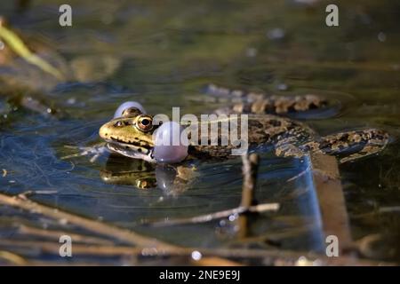 Vista della rana verde carino che riposa sulla riva dello stagno, foto cloae-up. Pelophylax lessonae o lago o rana della piscina Foto Stock