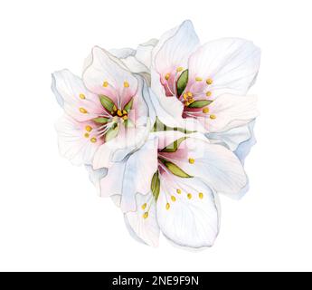 Acquerello fiori di mandorla bouquet, ciliegia fiorita. Fiori di mela rosa e bianca, sakura illustrazione botanica isolato su bianco Foto Stock