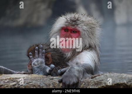 Madre e bambino delle scimmie innevate che prendono la sorgente calda, a Nagano, Giappone Foto Stock