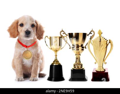 Cute English Cocker Spaniel cane con medaglia d'oro e coppe trofei su sfondo bianco Foto Stock