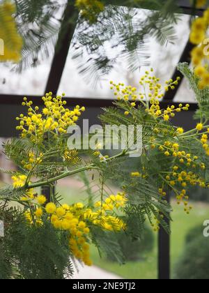 Un ramo della pianta di Acacia dealbata (mimosa fiorita) in una serra incorniciata in alluminio in Gran Bretagna in inverno Foto Stock