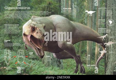 Infografica delle caratteristiche e dell'habitat del Giganotosauro, il più grande dinosauro carnivoro che visse nel tardo Cretaceo. [QuarkXPress (.qxp); Adobe InDesign (.indd); 6259x4015]. Foto Stock