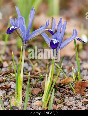 Iris reticolata 'Alida' nell'Alpinum presso i Giardini di Aberglasney Foto Stock