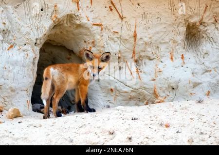 Vista della volpe rossa vicino alla grotta di pietra su un sentiero sabbioso, foto ravvicinata. Foto Stock