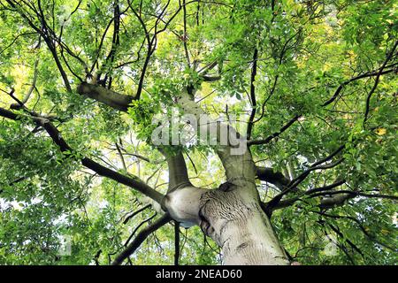 Pignut Hickory Tree (Carya glabra) all'inizio di ottobre. Guardando fino al baldacchino di foglie verdi, appena cominciando a diventare giallo come la stagione cambia Foto Stock
