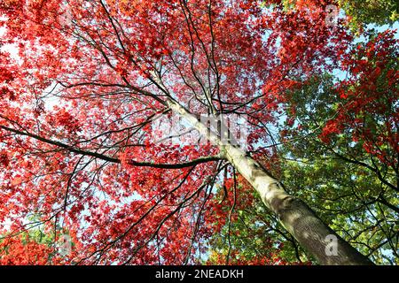 Quercia scarlatta (Quercus coccinea). Guardando fino al baldacchino di luminoso autunno (autunno) rosso e scarlatto foglie, cielo blu oltre. Kew Gardens, ottobre Foto Stock