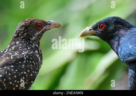 Femmina e maschio Asian Koel o cucù. Il marrone e culo indiano spotted. Bellissimo Cuckoo Birds. Primo piano Uccelli. Foto Stock