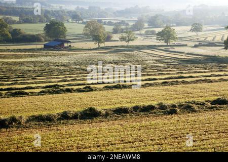 Campi di erba appena tagliata a Sutton Mandeville nella Nadder Valley, nel Wiltshire. Foto Stock