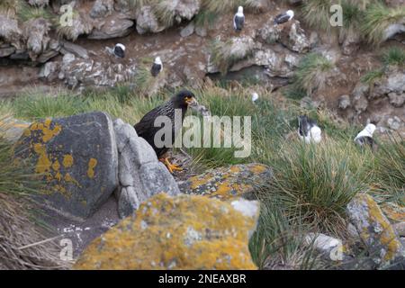 Caracara striata sull'Isola di West Point - le Isole Falkland Foto Stock