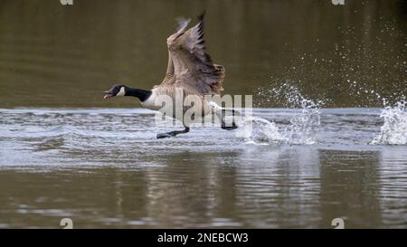Goose di fretta. Un maschio Canada Goose (branta canadensis) si getta attraverso le acque di un lago nel Kent mentre si allontana da un rivale Foto Stock