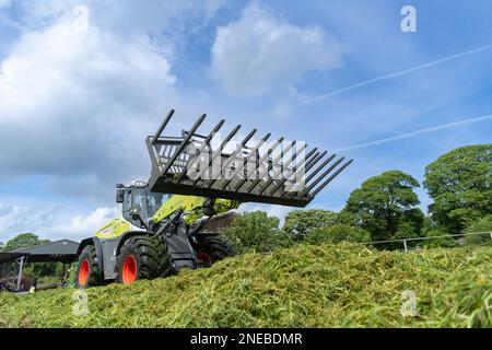 Lavorare su una pinza per insilato con una pala Class che utilizza una benna per caricatore grande per spostare l'erba e livellare la fossa. Dumfries, Scozia, Regno Unito. Foto Stock