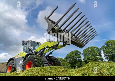 Lavorare su una pinza per insilato con una pala Class che utilizza una benna per caricatore grande per spostare l'erba e livellare la fossa. Dumfries, Scozia, Regno Unito. Foto Stock