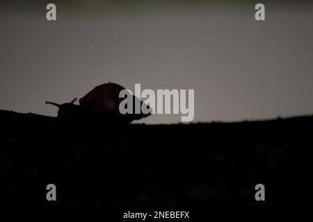 Silhouette di lumaca africana gigante (Achatina fulica) sul tronco dell'albero. Specie rappresentano un grave rischio per la salute umana portando il parassita lungworm di ratto, Foto Stock