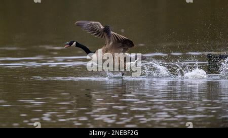 Goose di fretta. Un maschio Canada Goose (branta canadensis) si getta attraverso le acque di un lago nel Kent mentre si allontana da un rivale Foto Stock