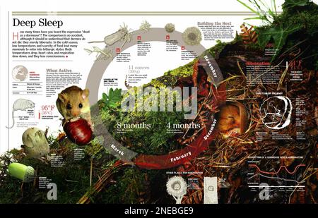 Infografica sull'ibernazione del topo dormiente. [QuarkXPress (.qxp); 6259x4015]. Foto Stock