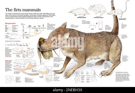 Infografica dell'origine e dell'evoluzione dei mammiferi e del Morganucodone, uno dei primi mammiferi che visse nel periodo Triassico. [QuarkXPress (.qxp); 6259x4015]. Foto Stock