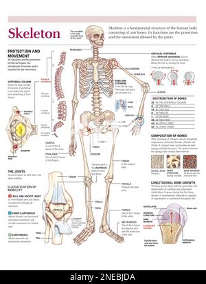 Infografiche della struttura e della composizione dello scheletro umano. [Adobe Illustrator (.ai); 2480x3248]. Foto Stock